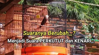 burung emprit kaji suara perkutut dan kenari