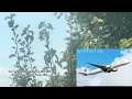 JFK arrival flights view spotting