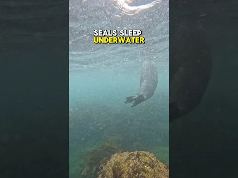 This seal sleeps underwater