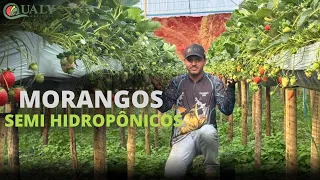MORANGOS SEMI HIDROPÔNICOS - QUALY AGRÍCOLA