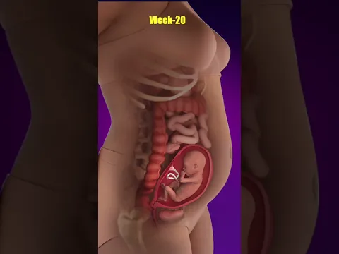 How Big Is a 20-Week Fetus?