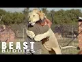 Download Lagu The Man Who Cuddles Lions | BEAST BUDDIES