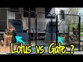 Can this FXW RV Gate Keep My German Shepherds Contained FXW Dog Playpen for Airstream Review