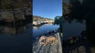 .. #fyp #dream #doberman #pets #youtube
