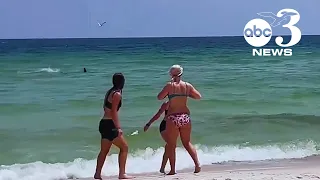 VIDEO Shark Spotted Roaming Shallow Waters At Perdido Key Beach In Florida 