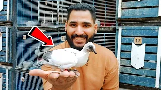 شوف تدريب الحمام  يسمع الكلام ويوقف علي الايد او الكتف دندنها