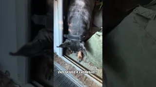 Lil criminal! lol #fyp #vlog #life #pets #doberman #dream