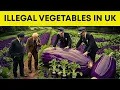 Lagu 20 ILLEGAL Vegetables You CAN'T Grow In Britain