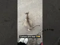Download Lagu Ik kon mijn ogen niet geloven 😭