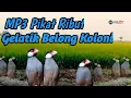 Lagu Anakan Gelatik Belong Ribut,Suara Lapar Khas Pikat