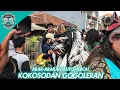 Download Lagu KOKOSODAN GOGOLERAN | ARAK-ARAKAN TERBARU MSP DI SUMBERSARI | MUTIYARA SURYA PUTRA