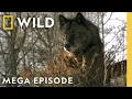 Tracking Yellowstone s Animal Kingdom Wild Yellowstone MEGA Episode Nat Geo Animals