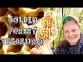 2023 MOREL MUSHROOMS - GOLDEN FOREST TREASURES Hunting TIPs map update April 13th