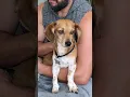 Download Lagu Eén hond is genoeg