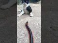Download Lagu See this cat's terrified reaction when millipede comes closer - so funny! #shorts #millipede
