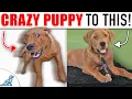 Download Lagu Your “Wild and Crazy” Puppy Needs To Learn THIS!
