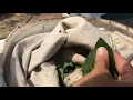 Mid-Season Soybean Insect Scouting