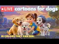 Lagu 🐶 Cartoons for Dogs TV, LIVE 24/7 🎵 | Colors they can see, Calm Music | Bluey, Luna \u0026 Friends