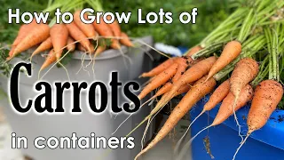 Download How to Grow Carrots in Containers 🥕🥕🥕- from Seed to Harvest MP3