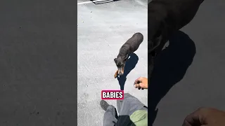 #Fyp #doberman #pets #dream #YouTube
