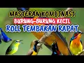 masteran kombinasi BURCIL roll tembak NGEBREN rapat Berjeda