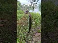 Download Lagu Ikan Tarpon Big #cover #campursari #coversong #fishing #mancing #mancingmania #dangdut