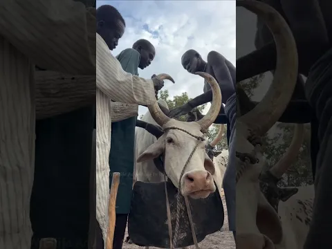 How do tribals control cows? #shorts