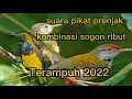 Download Lagu Suara pikat burung sogon mix prenjak anti zonk