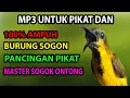 Lagu Masteran Burung Sogok Ontong Gacor Ngeroll Panjang Suara Dijamin Jernih MP3 #8 - Ocehan Sogon