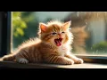 Little Paws, Big Heart