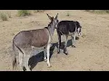Download Lagu Donkeys 🫏 Animals Pets 