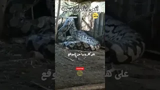 شاهد لحظة القبض على على افعى اناكوندا ضخمة 