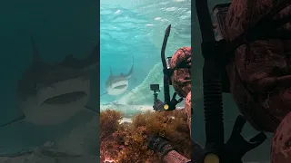 Damn Nature is Crazy! (Shark eats Whale)