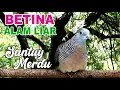 Lagu Perkutut BETINA memanggil jantan dari alam liar