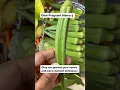 Download Lagu Okra- Don’t miss this vegetable in first trimester of your pregnancy. #pregnancydiet #okra