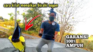 cara menaikan birahi sogon dengan mudah tanpa doping2an ampuh 100 