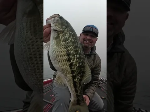 😮 GIANTS LIVE IN THE FOG! 😮