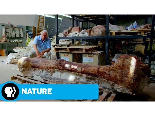 NATURE: RAISING THE DINOSAUR GIANT | David Attenborough & Dinosaur Thighbone | PBS