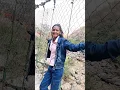 Download Lagu #dance  DIDIYA KE DEVARA - Latest Bhojpuri Song 2025 -  Gunjan Singh T-Series