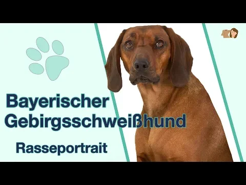 Bayerischer Gebirgsschweißhund im Rasseportrait | Hunderasse mit starkem Jagdtrieb?
