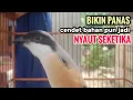 Download Lagu toet toet suara cendet gacor Di PAGI HARI sangat efektif buat Pancingan cendet diam agar cpt bunyi