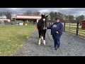 Cheery Acres November 2024 Novice Showmanship Brandi Sturdivant Kupid Shuffle