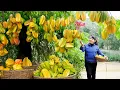 Download Lagu How to Harvest Starfruit, goes To Market Sell - Harvest and Cooking |Tieu Vy Daily Life