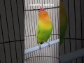 Download Lagu Lovebird Konslet Indonesia