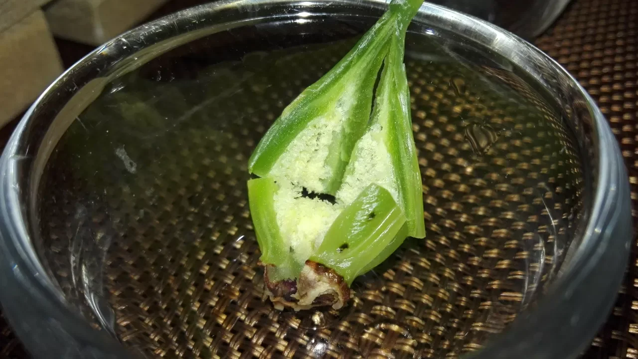 HOW TO PROPAGATE ORCHIDS FROM SEEDS?