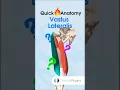 Vastus Lateralis Anatomy