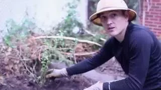 planting blueberry