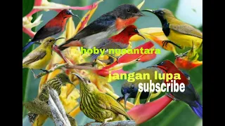 suara burung sogon sepah raja kemade rimba kemade bunga api kombinasi hobynusantara5159