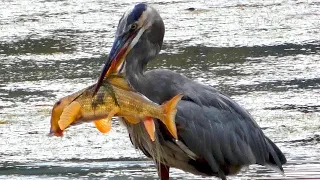 Great Blue Heron Catching Eating Fish Call Sound 