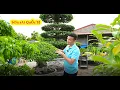 Download Lagu Nhà vườn Nguyễn Luận Nhà vườn Tiêu Biểu